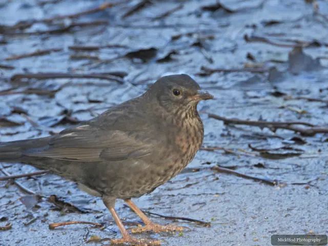 A common blackbird forages among the woodland branches or leaf litter at Bempton Cliffs.