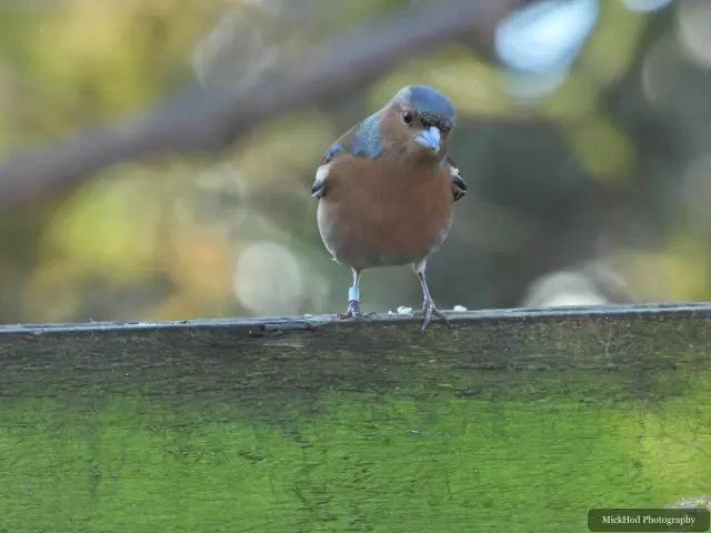 A common chaffinch forages among the woodland branches or leaf litter at Bempton Cliffs.