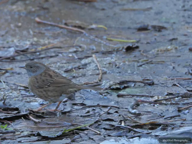 A Dunnock perches among the branches at Bempton Cliffs.
