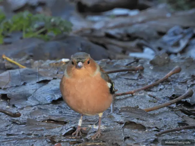 A european robin forages among the woodland branches or leaf litter at Bempton Cliffs.