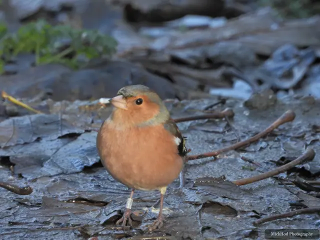 A european robin forages among the woodland branches or leaf litter at Bempton Cliffs.