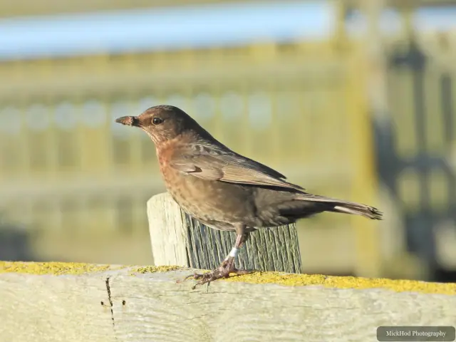 A blackbird perches among the branches at Bempton Cliffs.