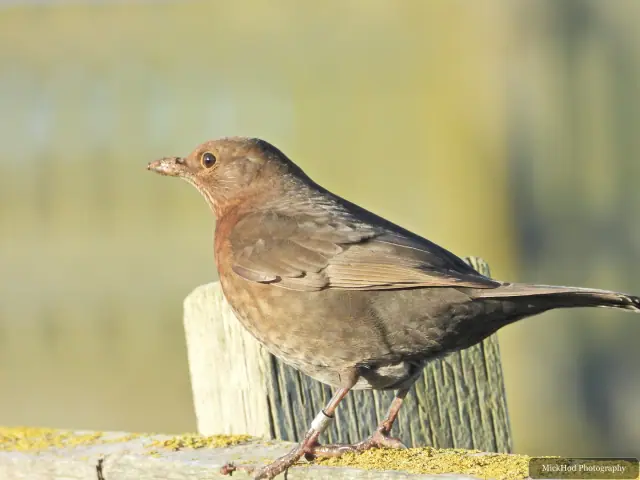 A blackbird perches among the branches at Bempton Cliffs.