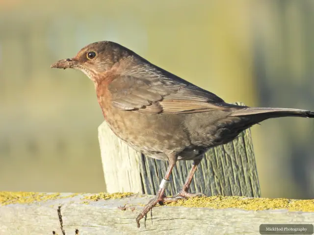 A blackbird perches among the branches at Bempton Cliffs.