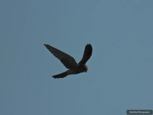 A Kestrel flies over the landscape at Bempton Cliffs.