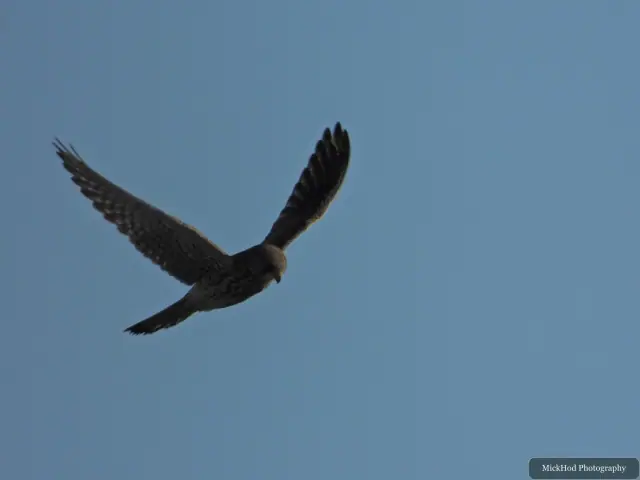 A Kestrel flies over the landscape at Bempton Cliffs.
