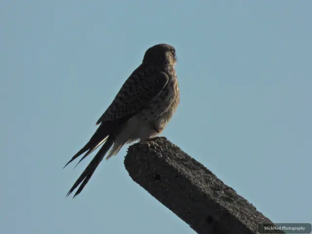 A Kestrel flies over the landscape at Bempton Cliffs.