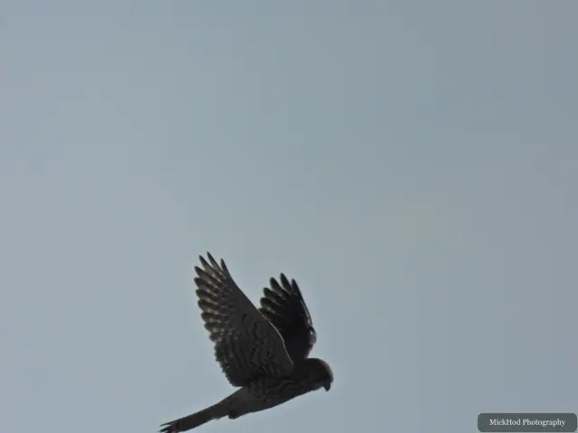 A Kestrel flies over the landscape at Bempton Cliffs.