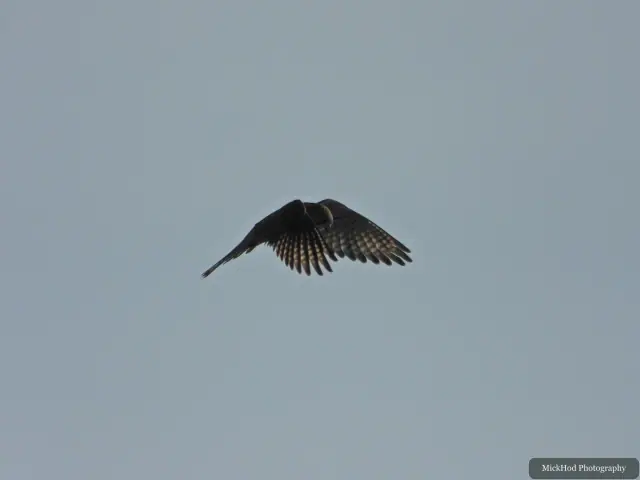 A Kestrel flies over the landscape at Bempton Cliffs.