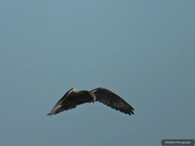 A Kestrel flies over the landscape at Bempton Cliffs.