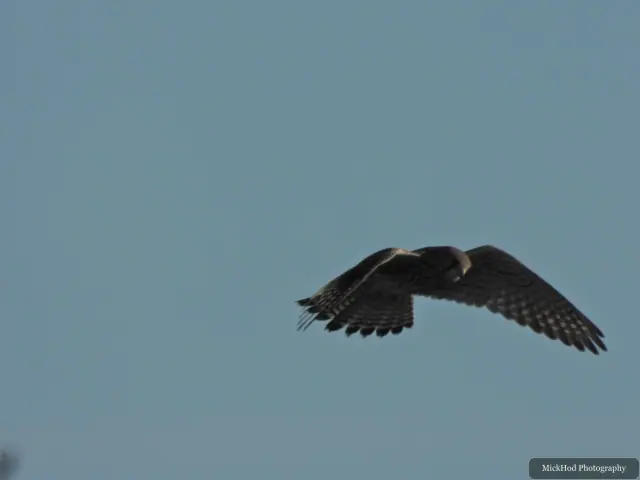 A Kestrel flies over the landscape at Bempton Cliffs.