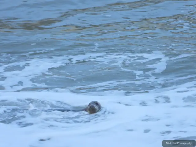 A grey seal surfaces in the sea near the cliffs at Bempton Cliffs.