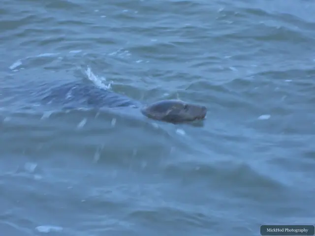 A grey seal surfaces in the sea near the cliffs at Bempton Cliffs.