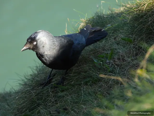 Jackdaw, seen at Bempton Cliffs.
