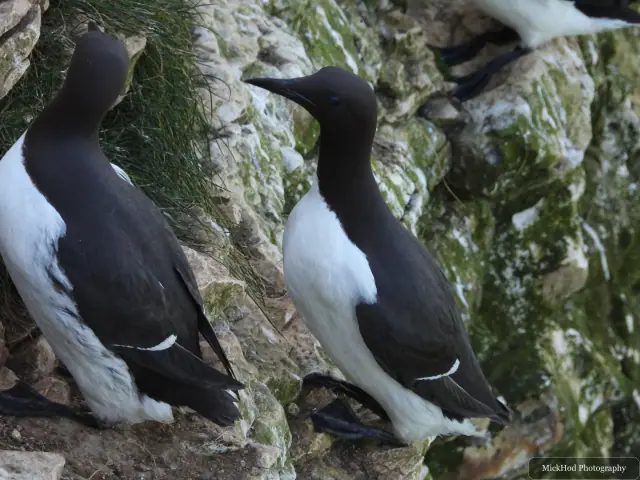 Common Guillemot at Bempton Cliffs.
