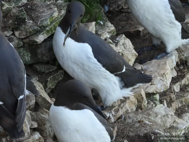Photographed at Bempton Cliffs: Common Guillemot.