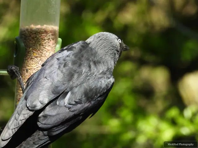 At Bempton Cliffs: Jackdaw.