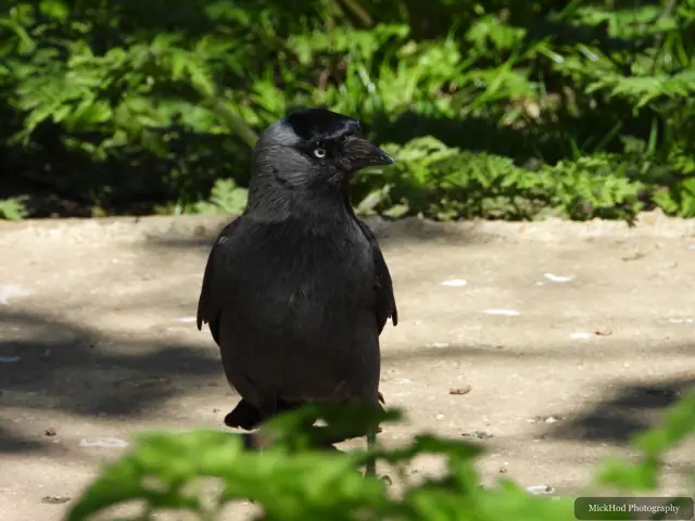 Jackdaw, seen at Bempton Cliffs.