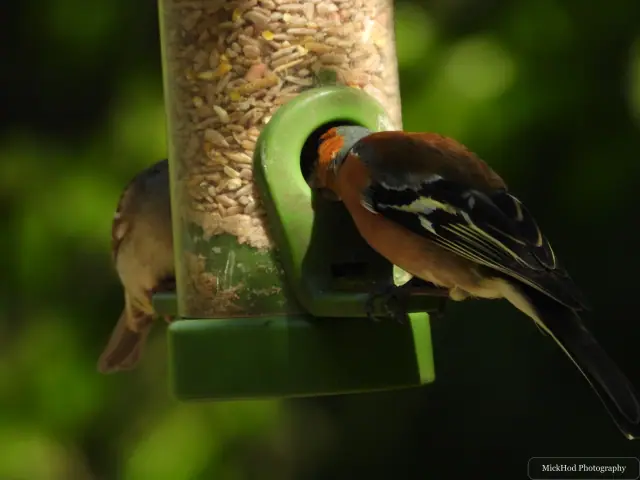At Bempton Cliffs: Common Chaffinch.