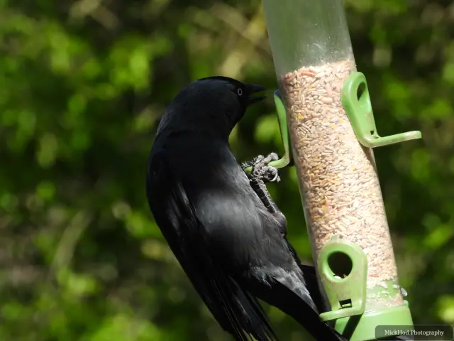 Photographed at Bempton Cliffs: Jackdaw.