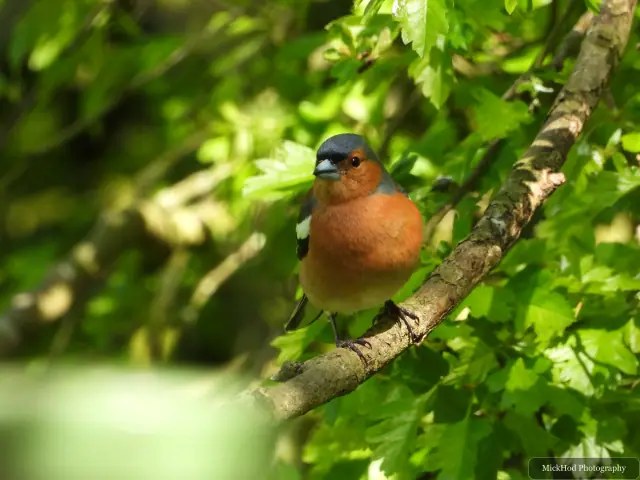 A male chaffinch photographed at Bempton Cliffs.