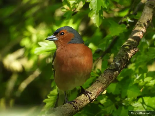 A male chaffinch photographed at Bempton Cliffs.