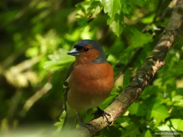 A male chaffinch photographed at Bempton Cliffs.