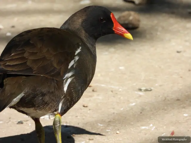 At Bempton Cliffs: Common Moorhen.