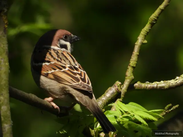 House Sparrow, seen at Bempton Cliffs.