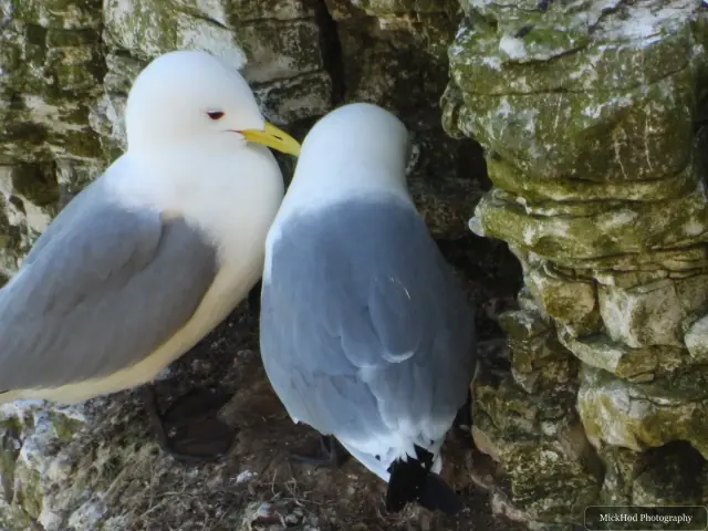 At Bempton Cliffs: Black-legged Kittiwake.