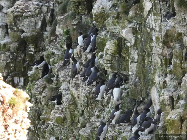 Common Guillemot colony at Bempton Cliffs.