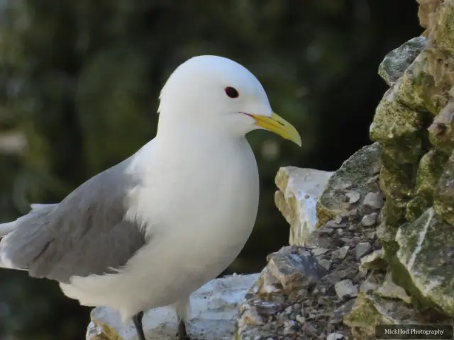 At Bempton Cliffs: Black-legged Kittiwake.