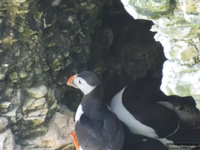 An Atlantic Puffin photographed at Bempton Cliffs.