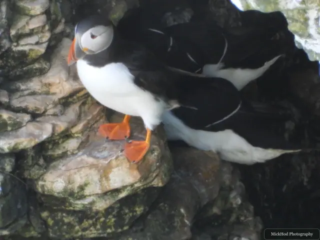 An Atlantic Puffin photographed at Bempton Cliffs.