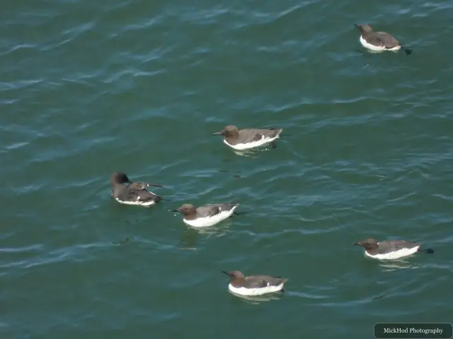 A group of Common Guillemots swims in the sea below Bempton Cliffs.
