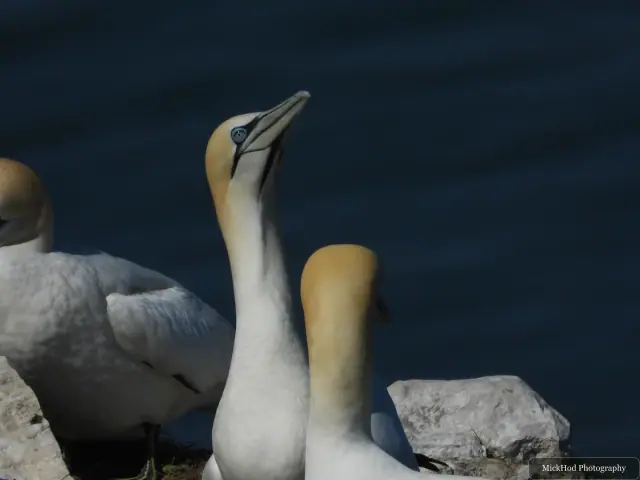 Northern Gannet, seen at Bempton Cliffs.