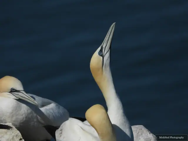 Northern Gannet at Bempton Cliffs.