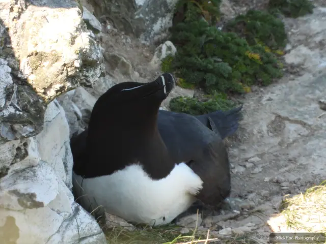Razorbill, seen at Bempton Cliffs.
