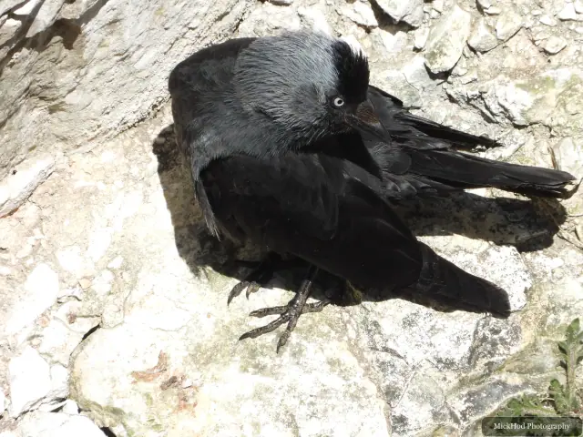 Jackdaw, seen at Bempton Cliffs.