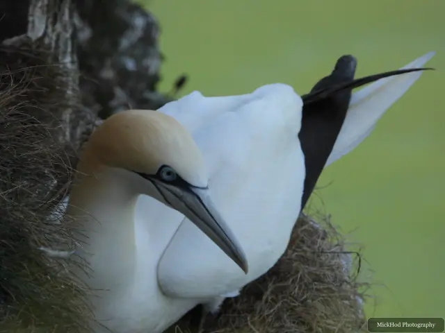 Northern Gannet at Bempton Cliffs.