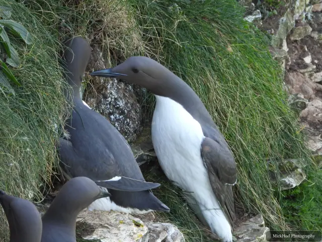 Common Guillemot, seen at Bempton Cliffs.