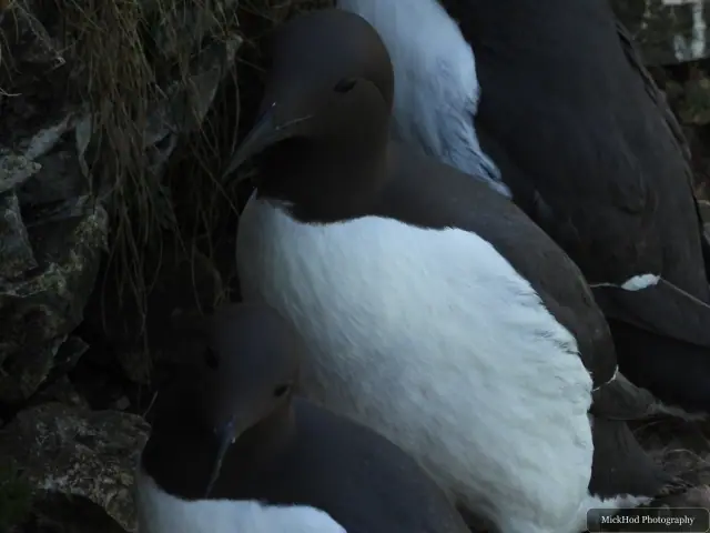 Common Guillemot at Bempton Cliffs.