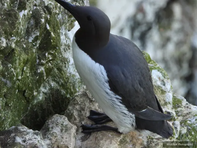 At Bempton Cliffs: Common Guillemot.