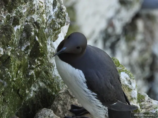 Common Guillemot, seen at Bempton Cliffs.
