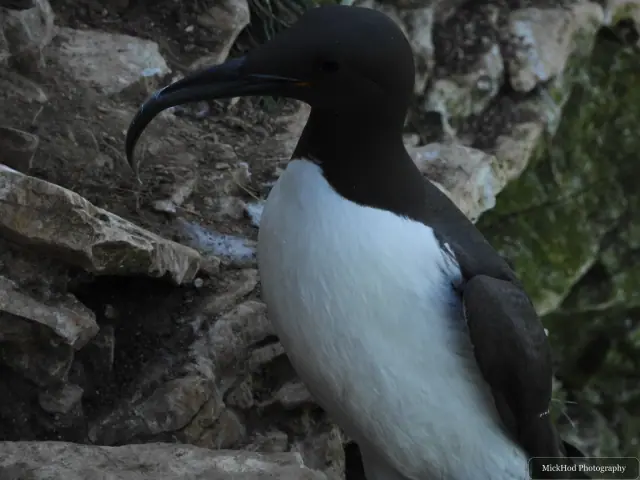 Common Guillemot at Bempton Cliffs.