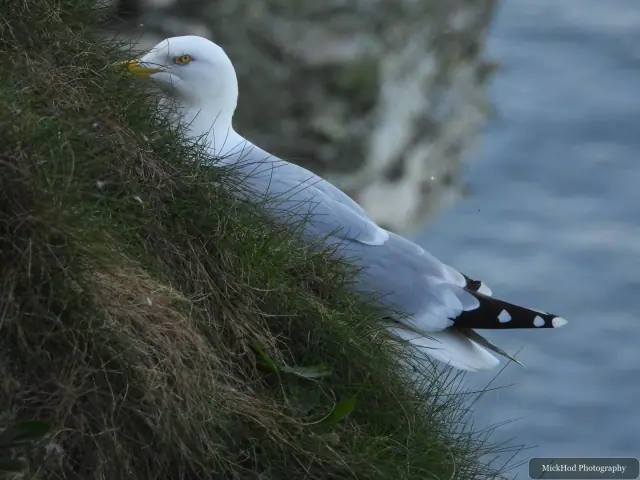 A Herring Gull rests on a grassy ledge above the sea at Bempton Cliffs.