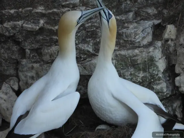 Photographed at Bempton Cliffs: Northern Gannet.