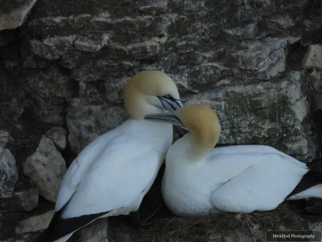 Northern Gannet, seen at Bempton Cliffs.