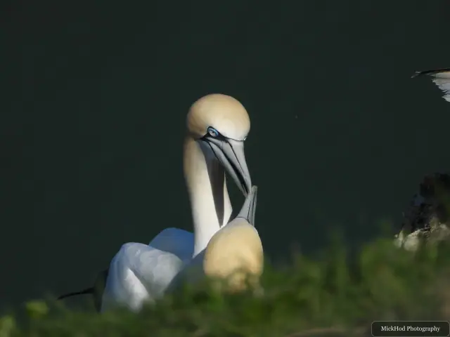Photographed at Bempton Cliffs: Northern Gannet.