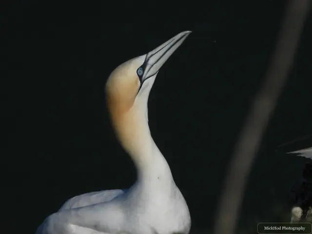 At Bempton Cliffs: Northern Gannet.